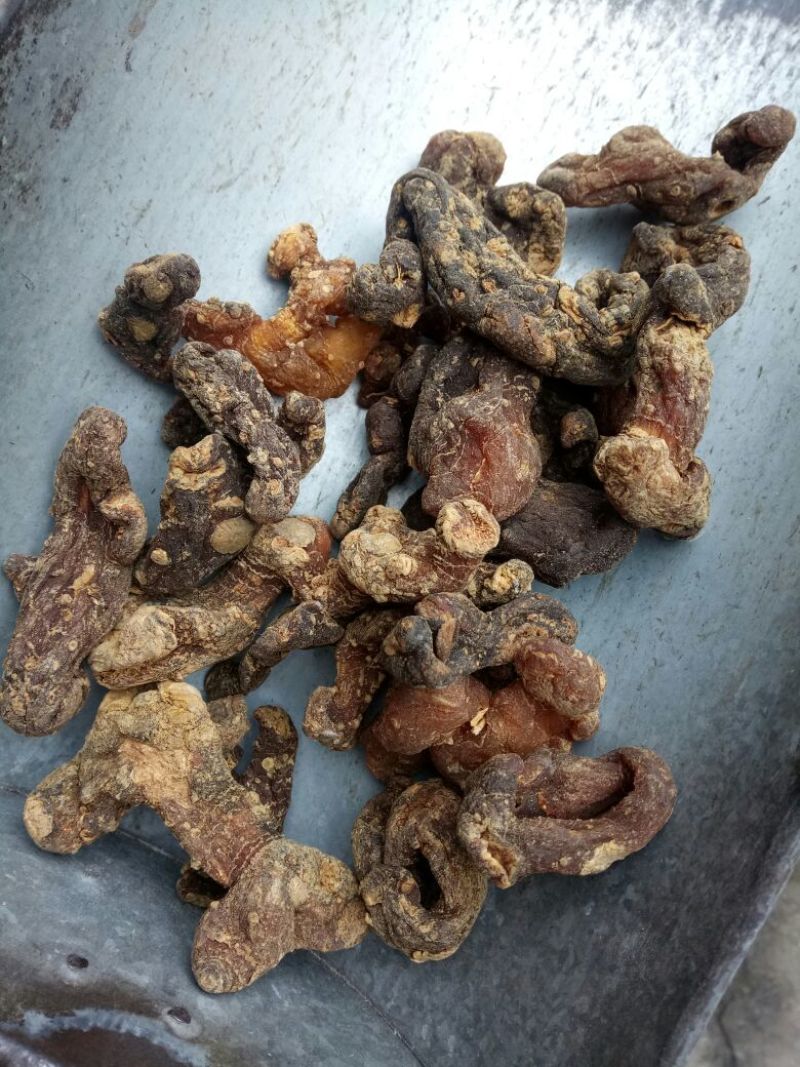 黄精干货个子2斤起包邮量大从优
