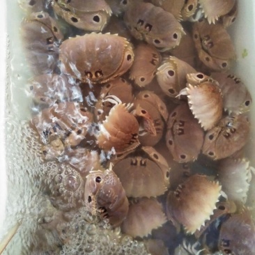 面包蟹食用