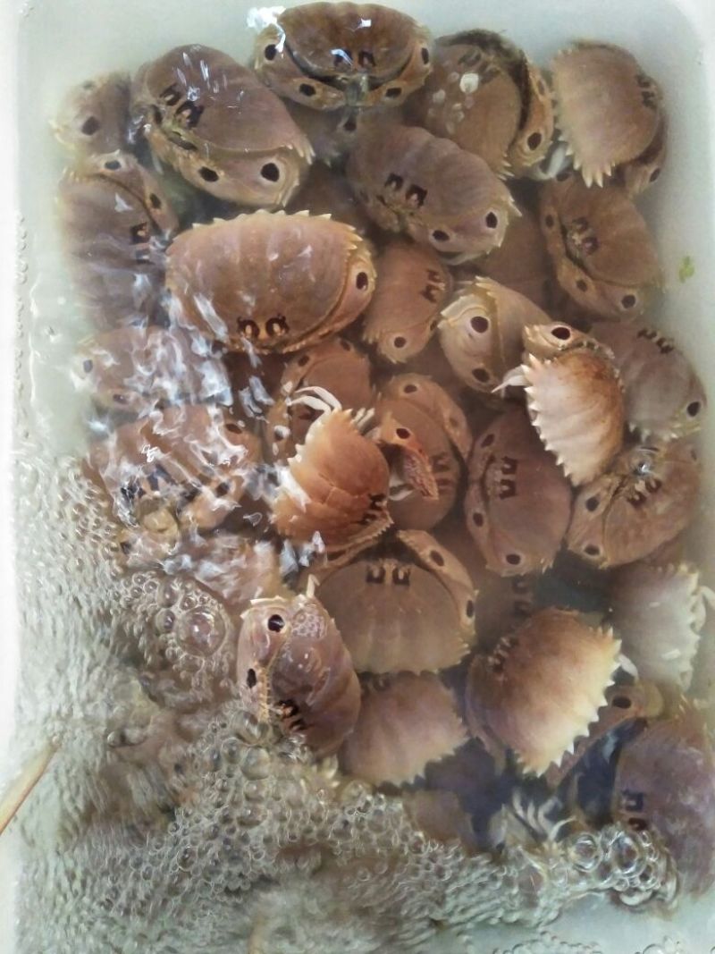 面包蟹食用