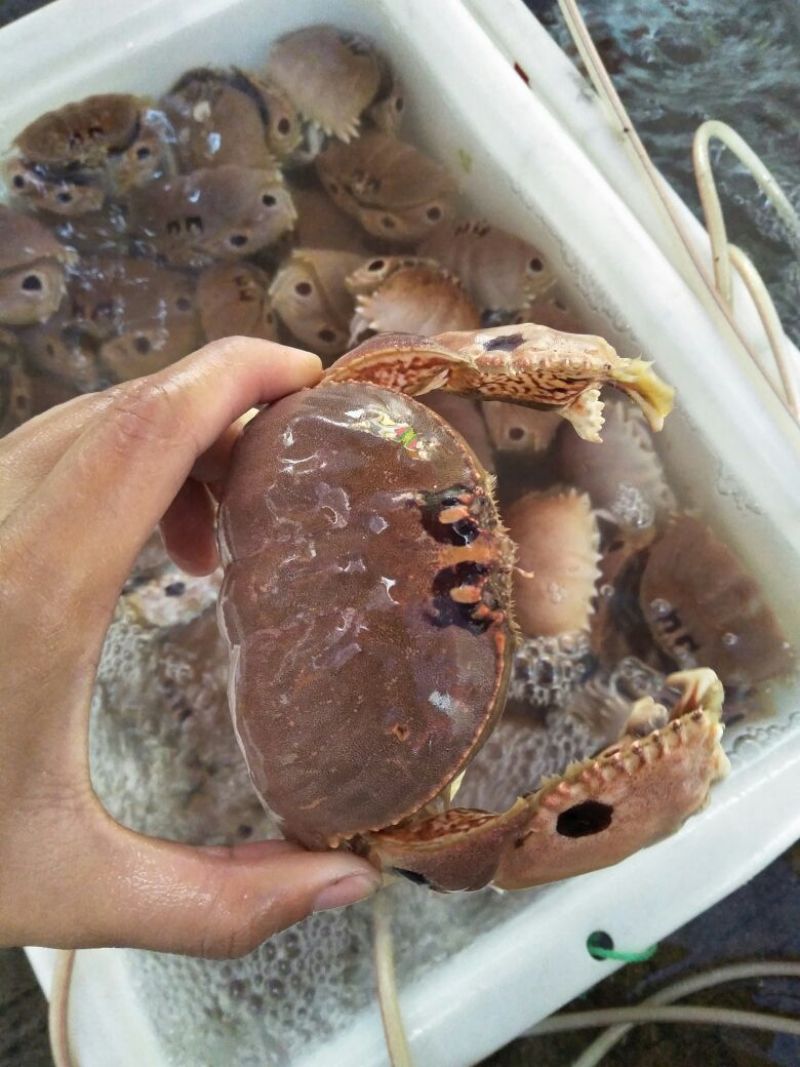 面包蟹食用