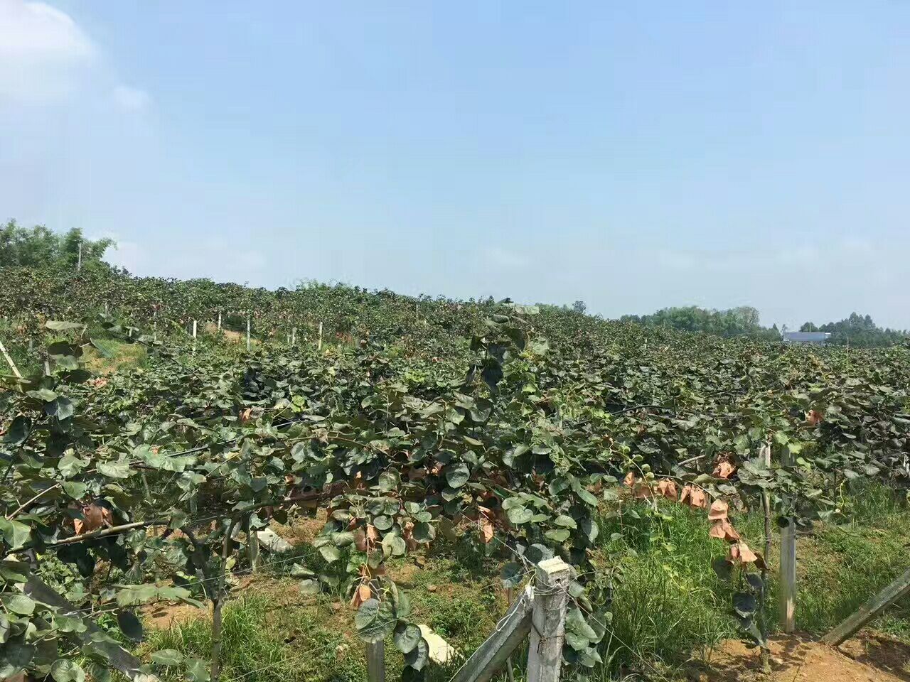 展示一个现代化红心猕猴桃标准化果园,包含T型架、滴灌系统、生草覆盖、监测设备,工人正在进行夏季修剪,远处有气象站和病虫害诱捕器 红心猕猴桃标准化果园实景图