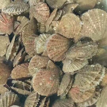 海湾扇贝食用鲜活0.1只/kg以下