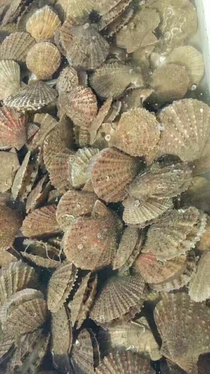 海湾扇贝食用鲜活0.1只/kg以下