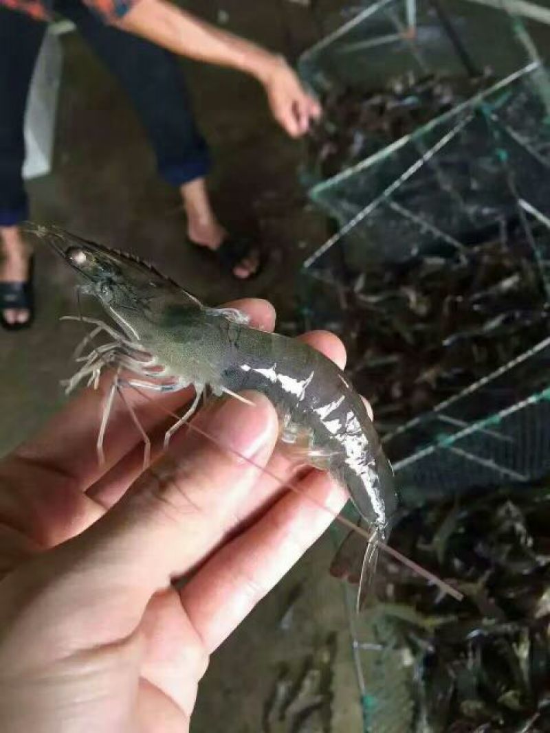 对虾干