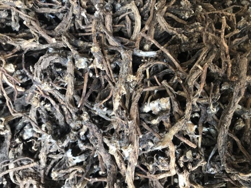 白头翁