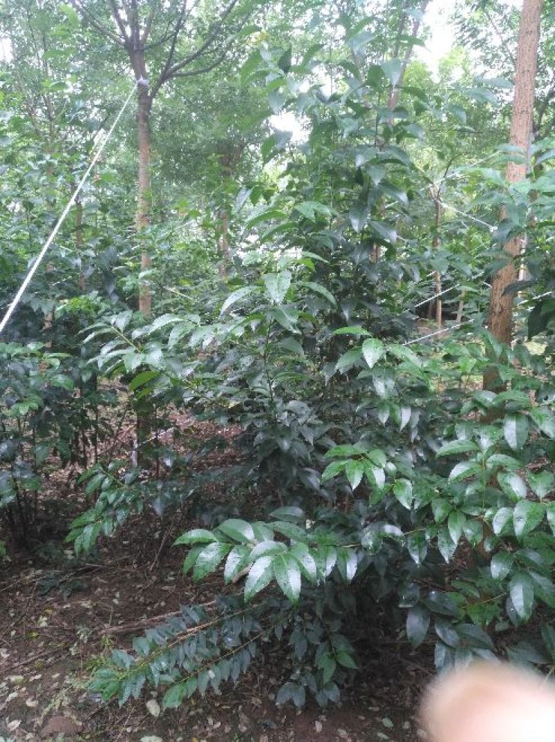 大叶女贞4cm以下