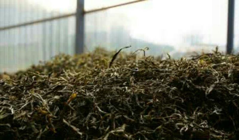普洱茶一级