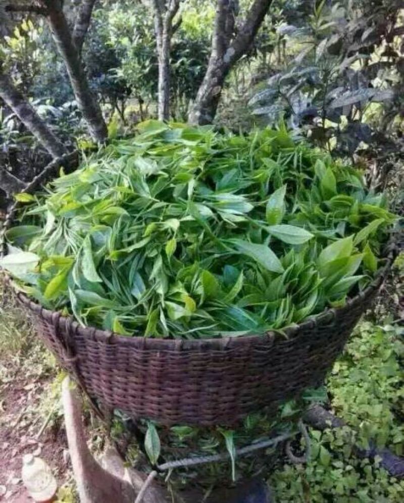 普洱茶一级