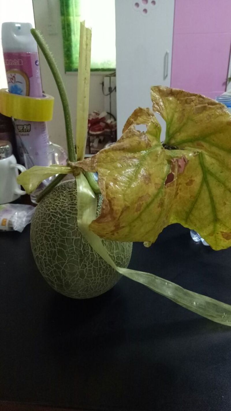 网纹瓜1斤以上椭圆形