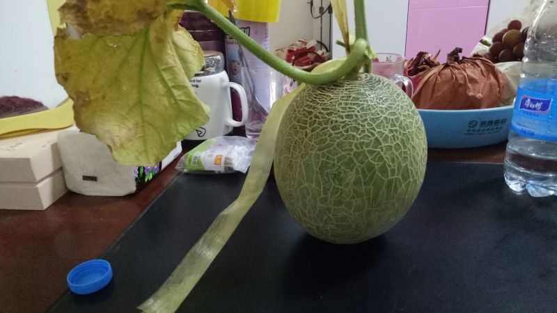 网纹瓜1斤以上椭圆形
