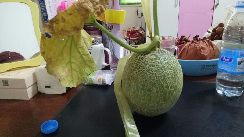 网纹瓜1斤以上椭圆形