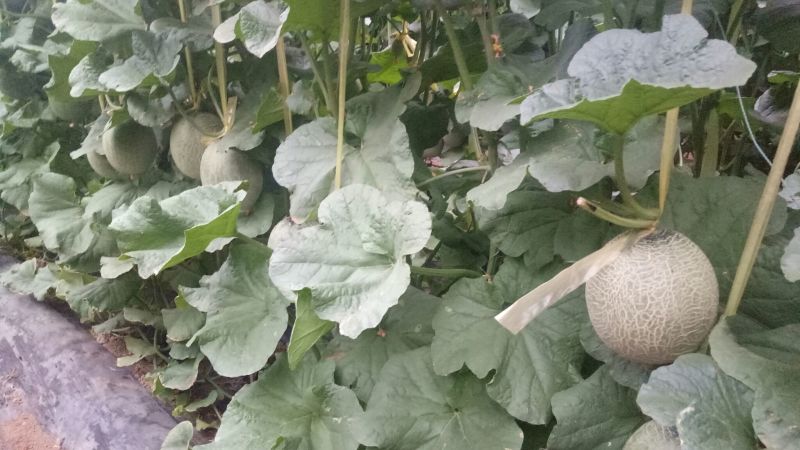 网纹瓜1斤以上椭圆形