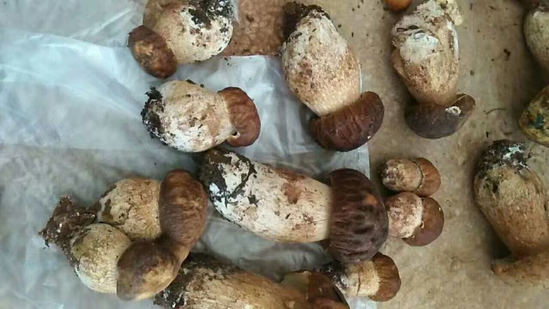 云南丽江牛肝菌片批发一级
