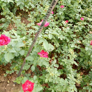 红帽子月季红帽月季工程苗