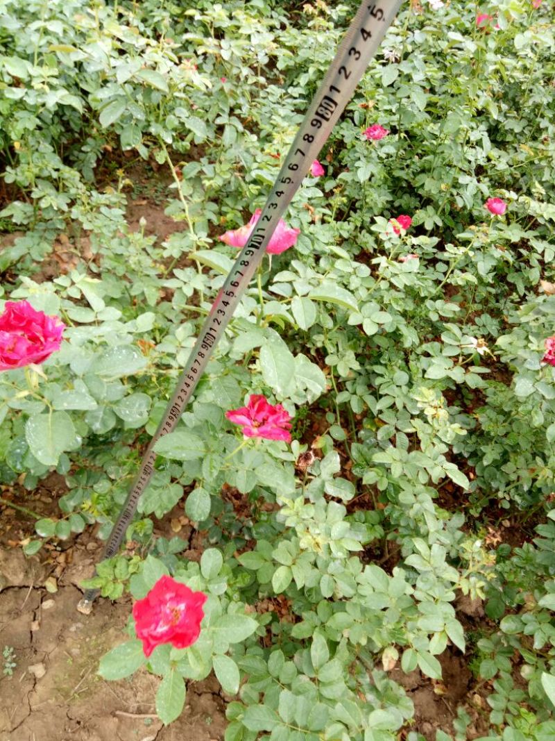 红帽子月季红帽月季工程苗