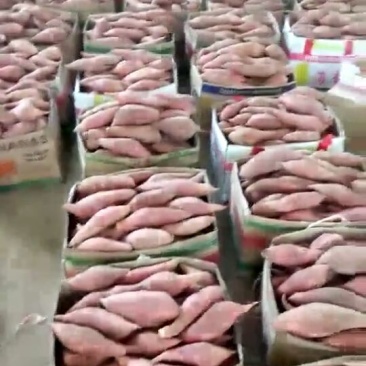 龙薯9号3两以上商品薯白心
