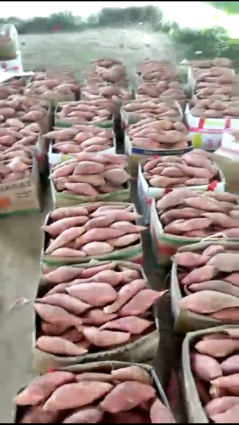 龙薯9号3两以上商品薯白心