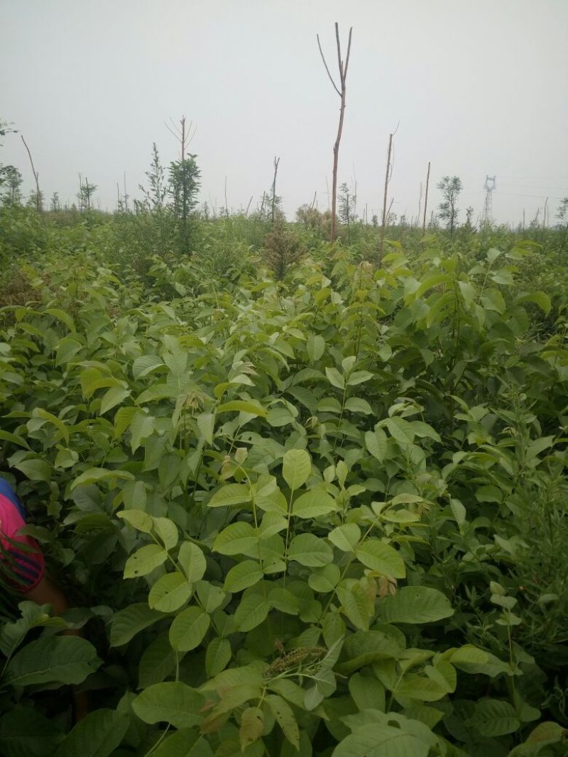 核桃苗二年苗150~200cm