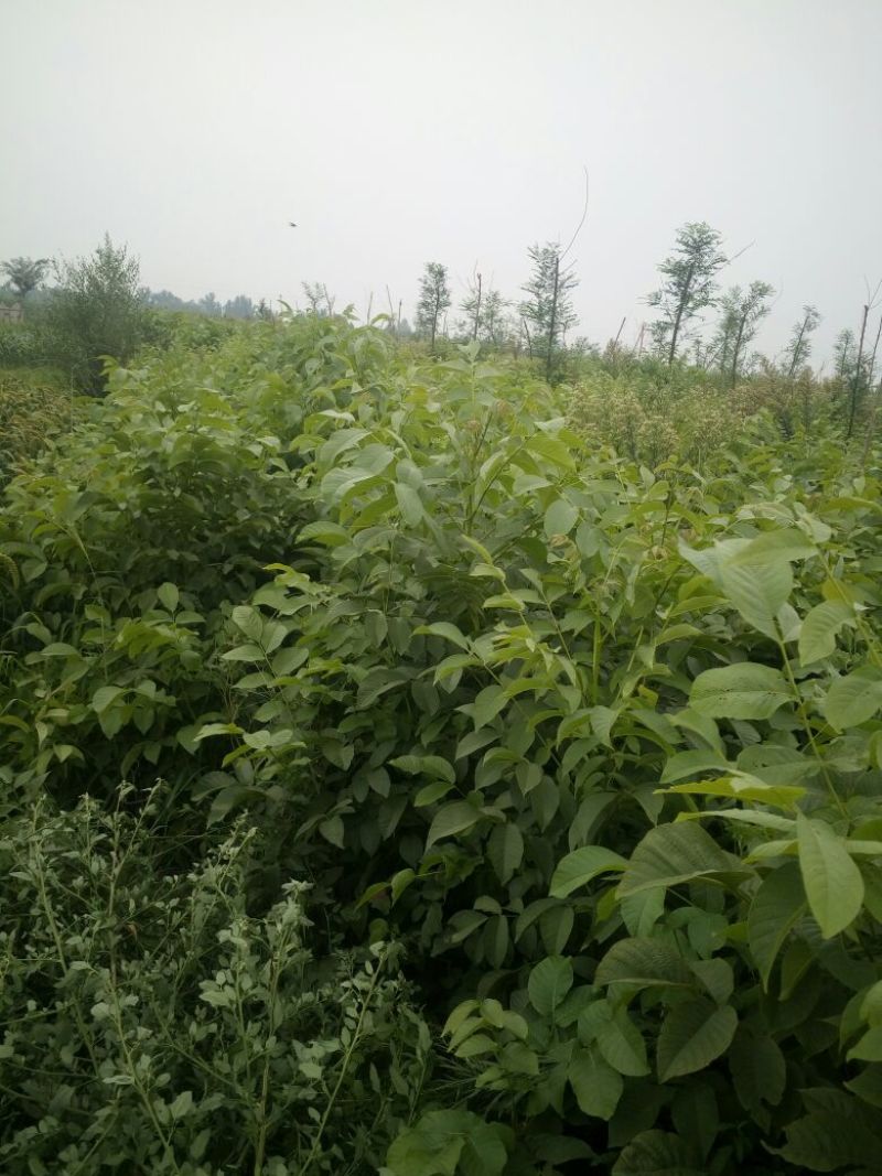 核桃苗二年苗150~200cm