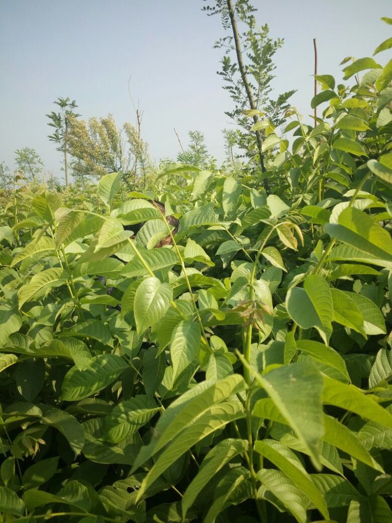 核桃苗二年苗150~200cm