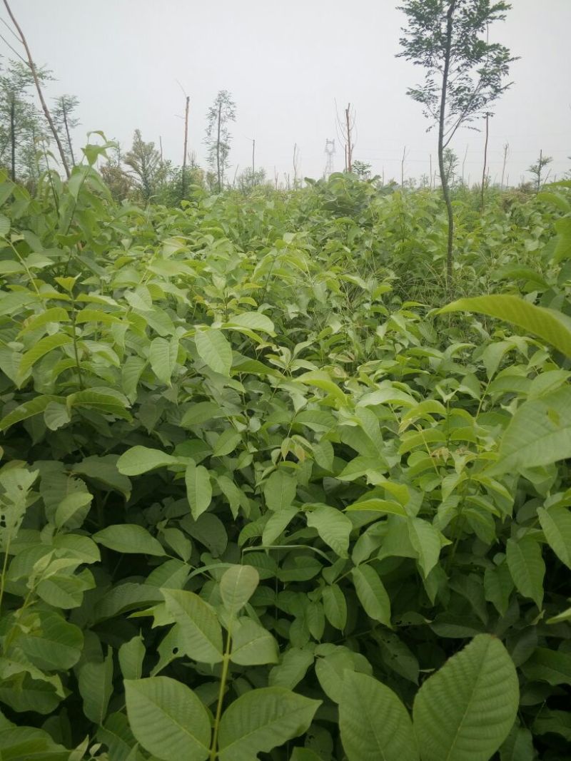 核桃苗二年苗150~200cm