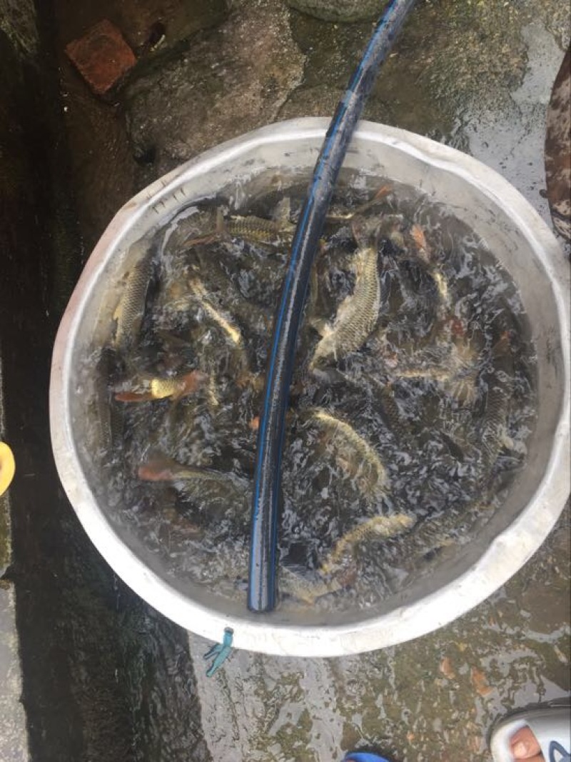 鲤鱼0.5公斤以下食用