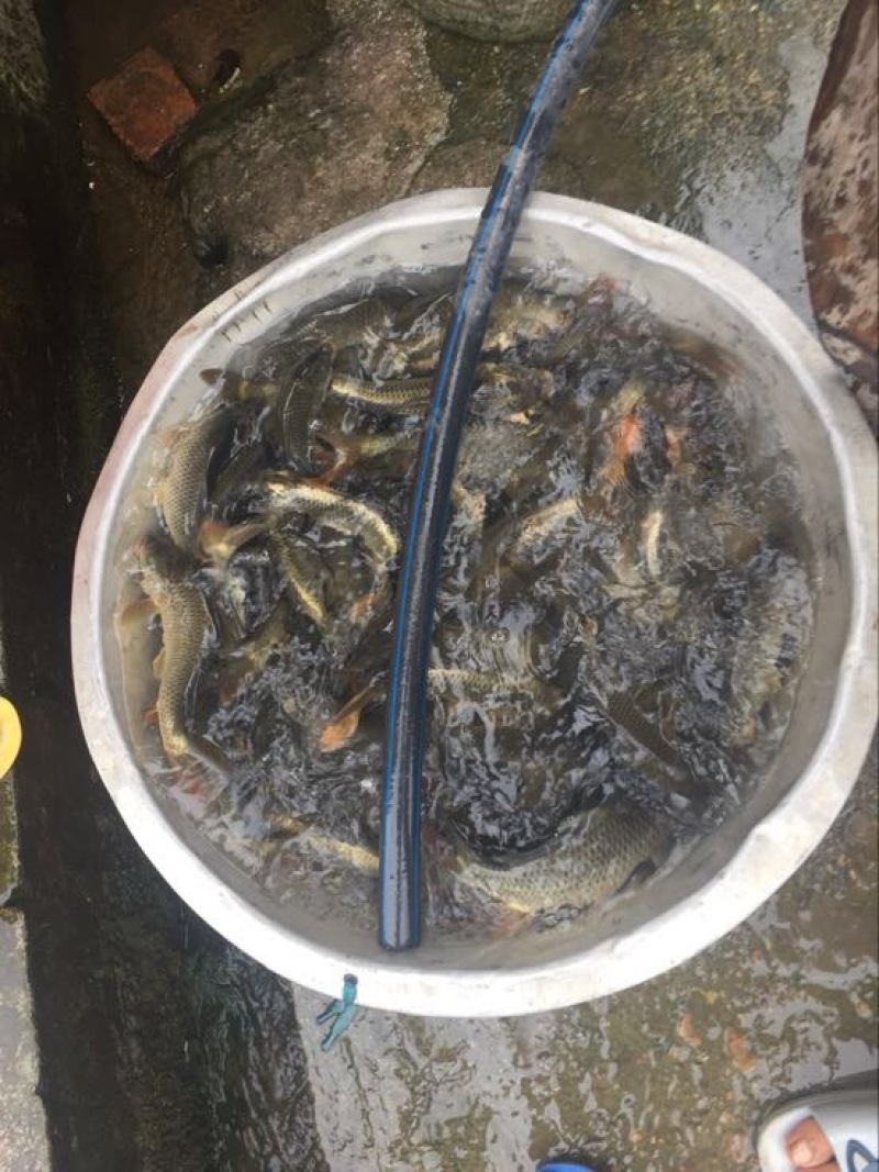 鲤鱼0.5公斤以下食用