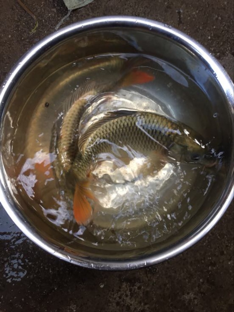 鲤鱼0.5公斤以下食用