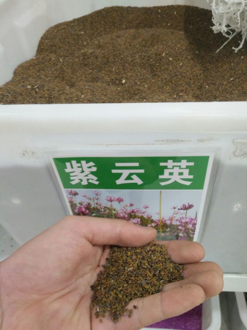 进口耐寒牧草种子多年生黑麦草种子四季常青鸡鸭鹅猪牛羊鱼草
