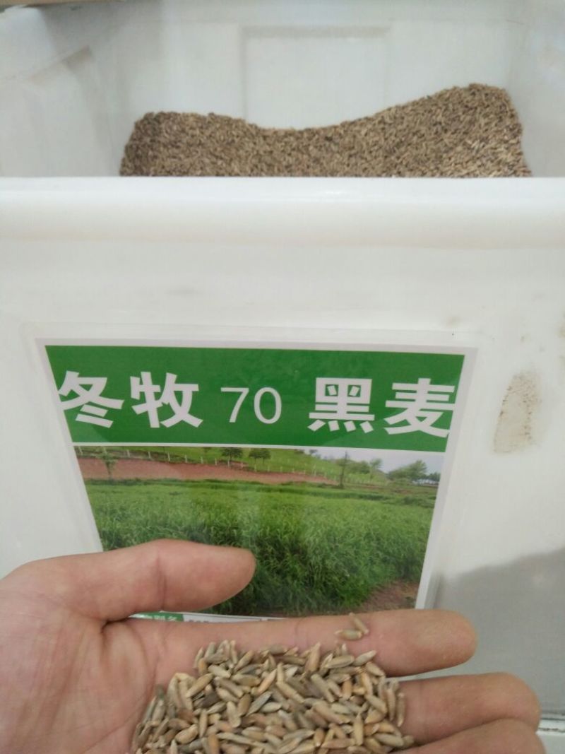 进口耐寒牧草种子多年生黑麦草种子四季常青鸡鸭鹅猪牛羊鱼草