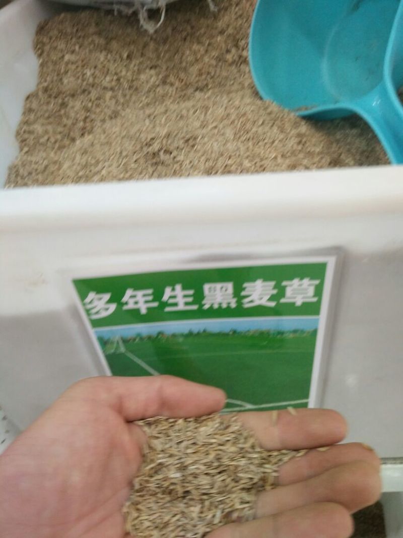 进口耐寒牧草种子多年生黑麦草种子四季常青鸡鸭鹅猪牛羊鱼草