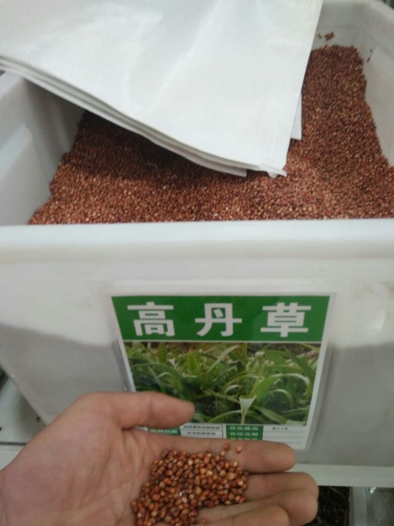 进口耐寒牧草种子多年生黑麦草种子四季常青鸡鸭鹅猪牛羊鱼草