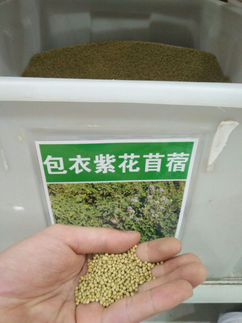 进口耐寒牧草种子多年生黑麦草种子四季常青鸡鸭鹅猪牛羊鱼草
