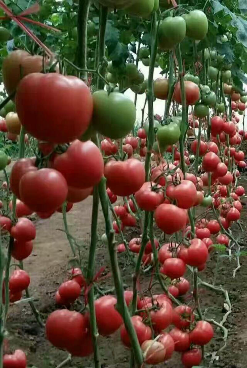 西红柿苗普罗旺斯草莓苗寿光番茄苗亮粉耐高温粉果大果型硬粉