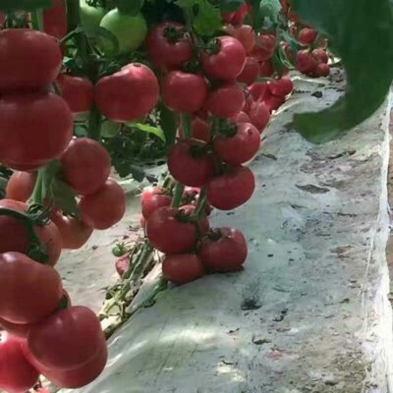 西红柿苗普罗旺斯草莓苗寿光番茄苗亮粉耐高温粉果大果型硬粉