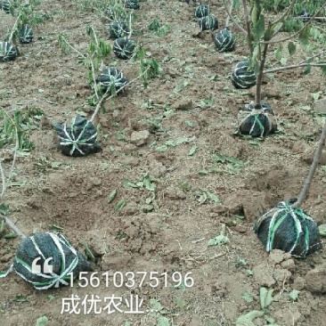 杏树8~10cm4~6cm0.5~1米
