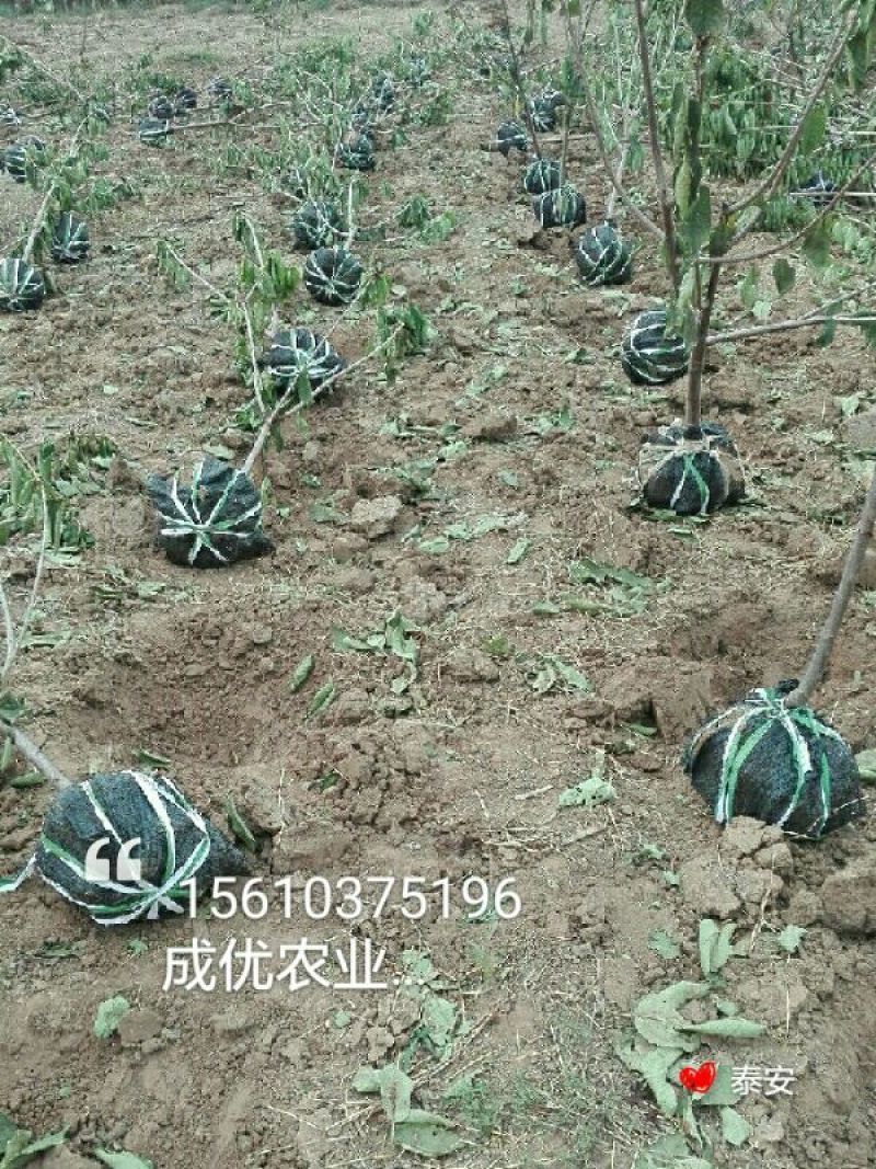 杏树8~10cm4~6cm0.5~1米