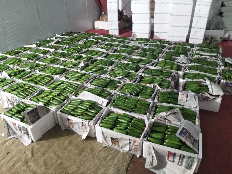 山东水果黄瓜，产地一手货源，基地直供，货源充足