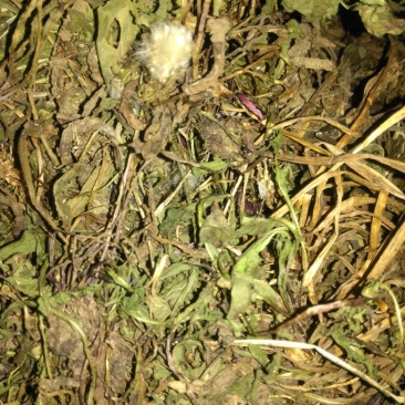 药用蒲公英野生全草
