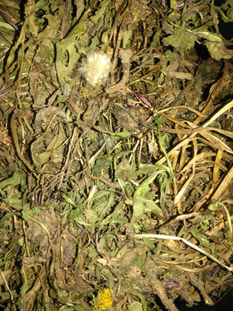 药用蒲公英野生全草