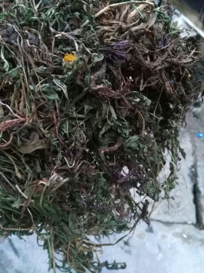 药用蒲公英野生全草