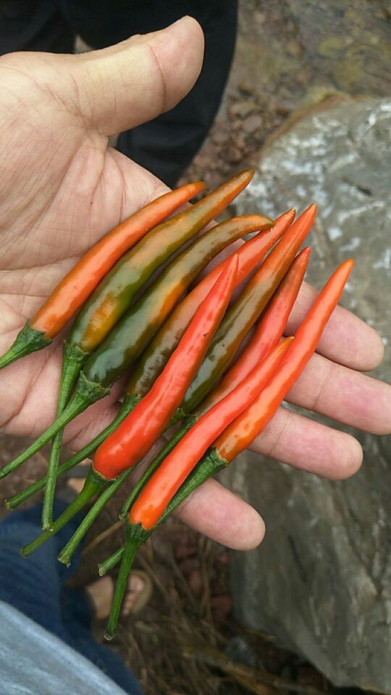朝天椒5~10厘米中辣红