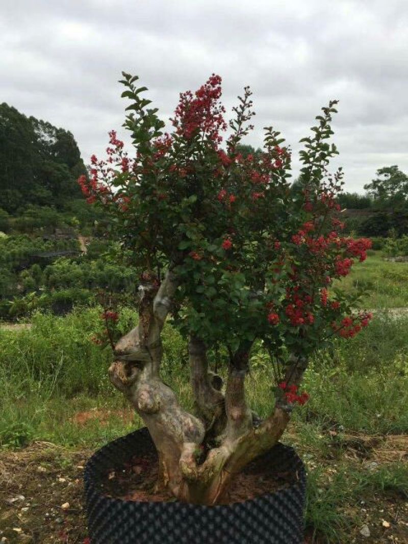 红花紫薇20cm以上2.5~3米2~3米