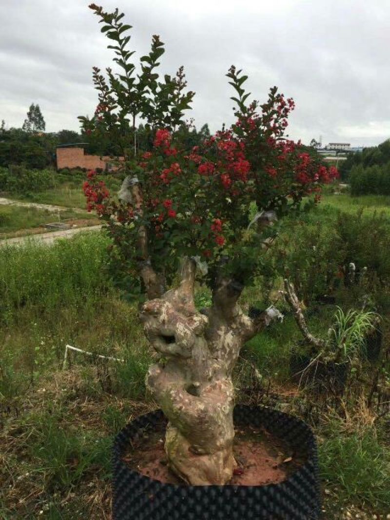 红花紫薇20cm以上2.5~3米2~3米