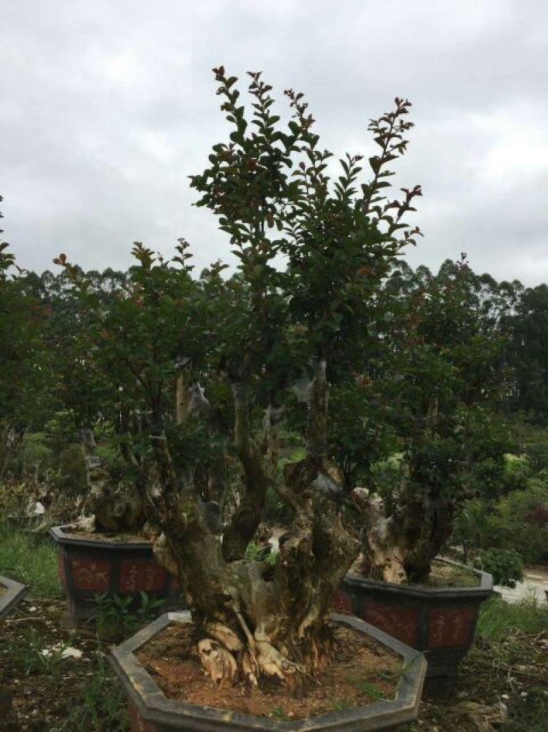 红花紫薇20cm以上2.5~3米2~3米