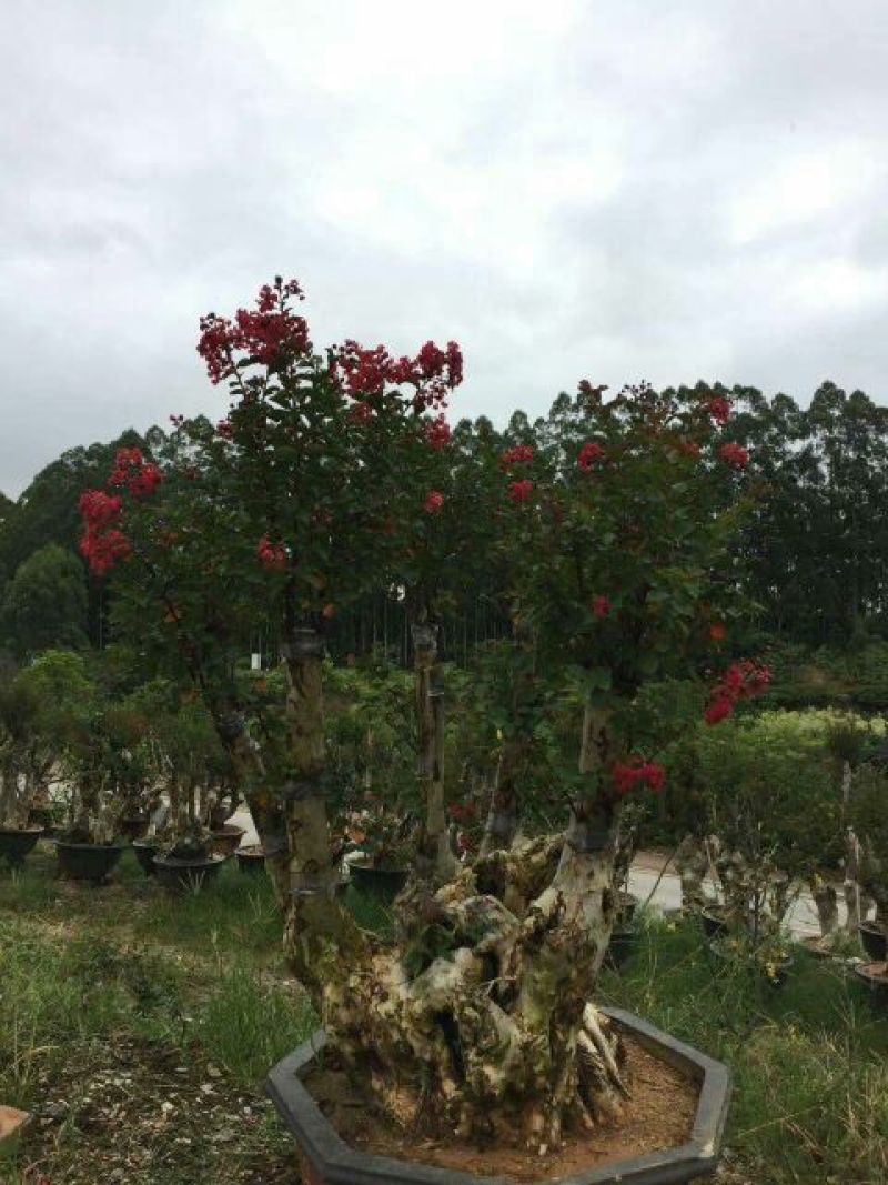 红花紫薇20cm以上2.5~3米2~3米