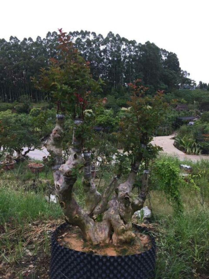 红花紫薇20cm以上2.5~3米2~3米