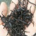 古树茶三级