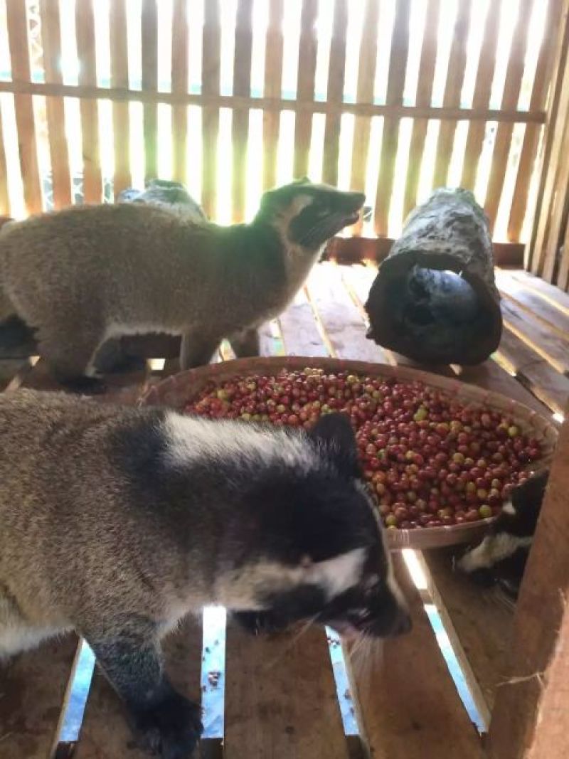 麝香猫咖啡