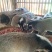 麝香猫咖啡